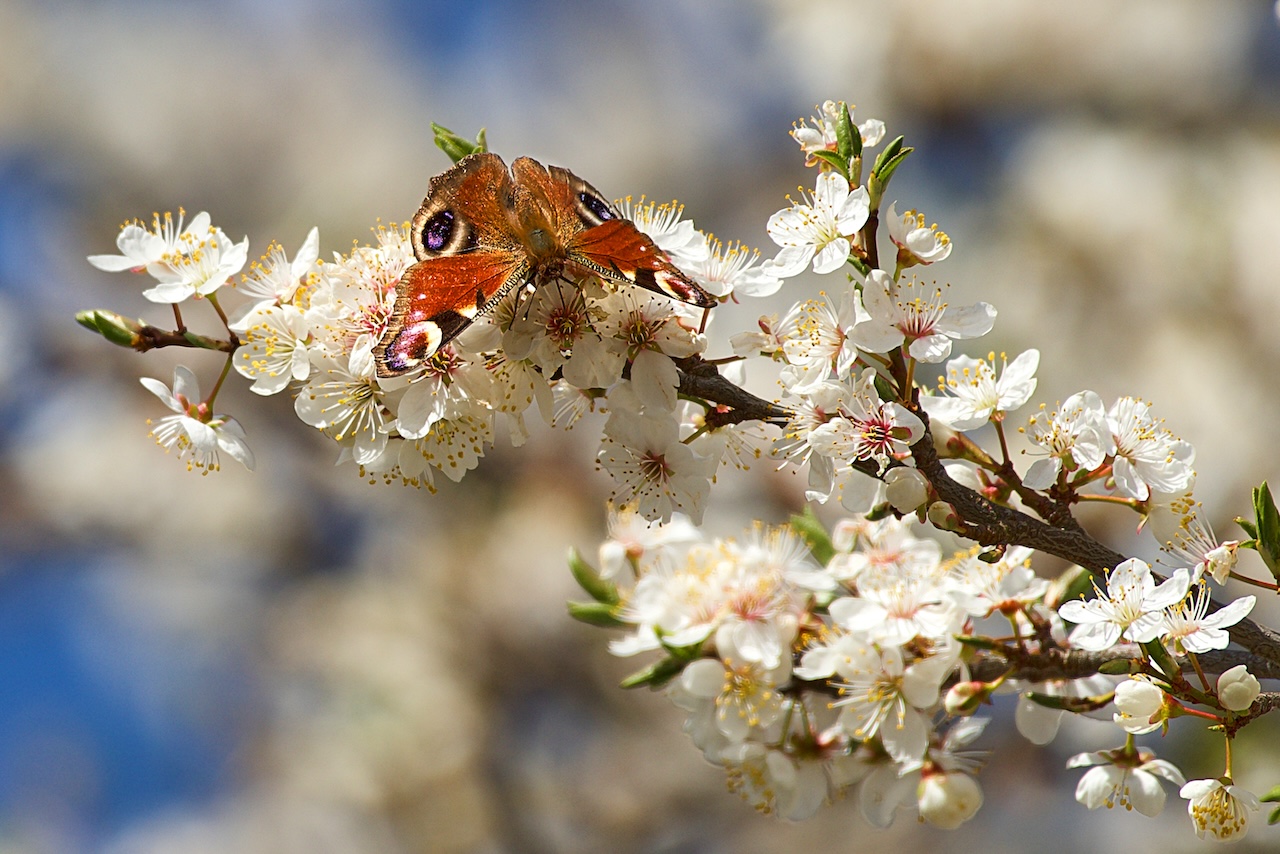 Schmetterlinge und deren Stadien