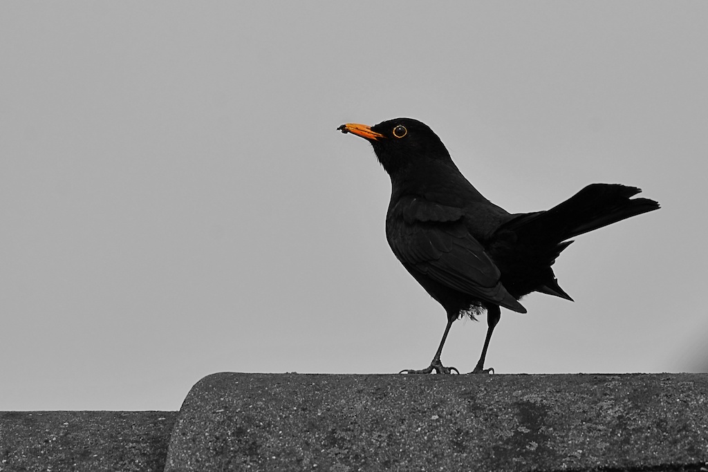 Amsel