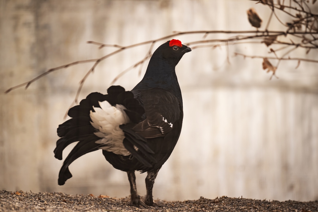 First slide
