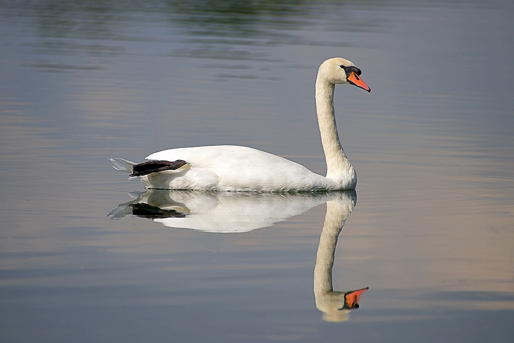 Hoeckerschwan