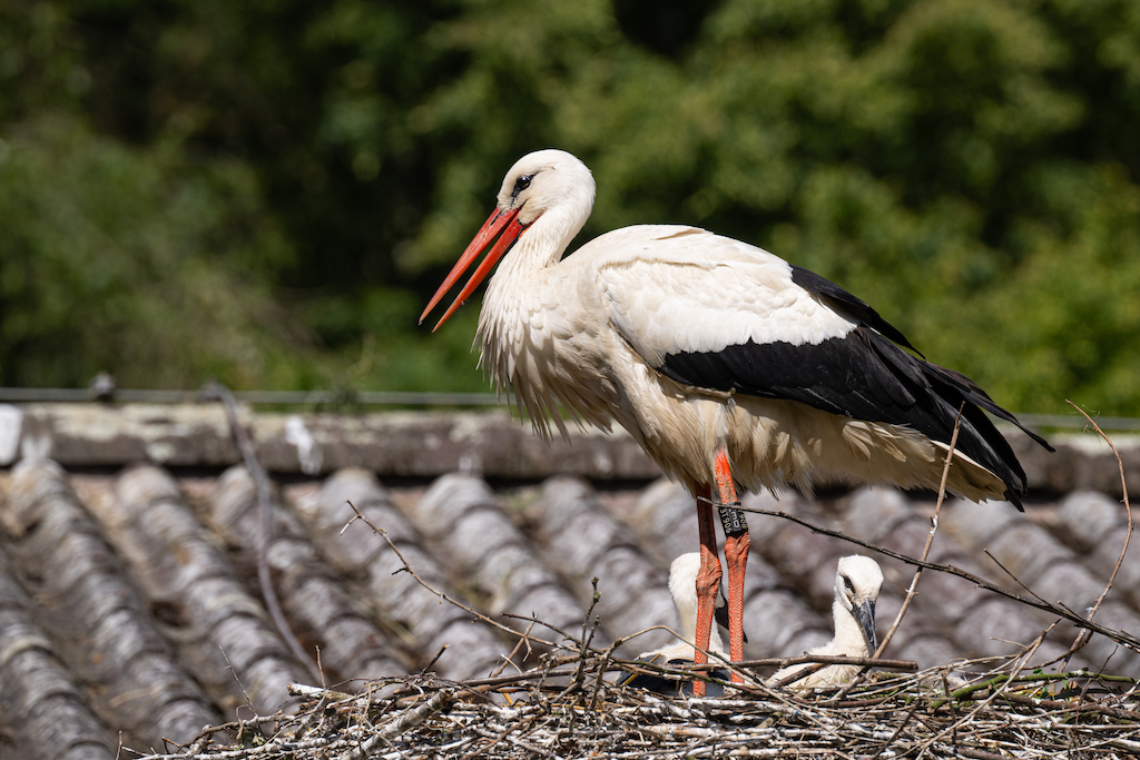 Weissstorch