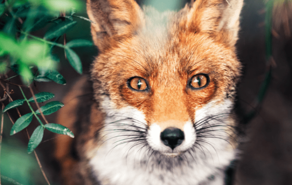 Fuchs