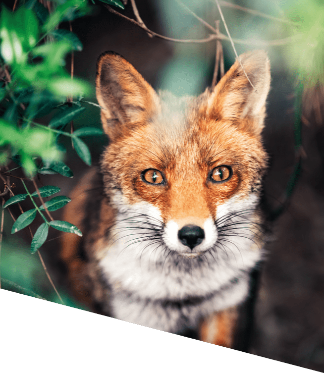 Fuchs