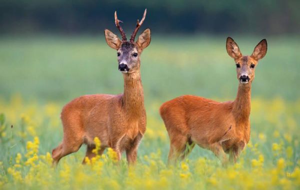 Rehe