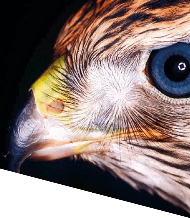 Adler